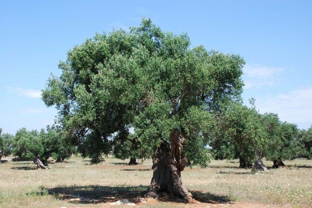 olivo-arbol Foto de un Olivo