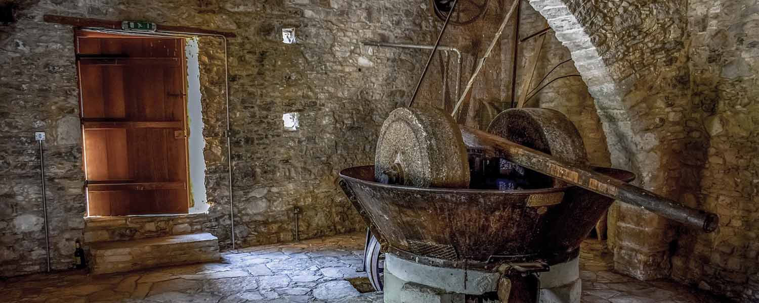 Olivar mediterráneo al atardecer, símbolo de la larga historia del aceite de oliva