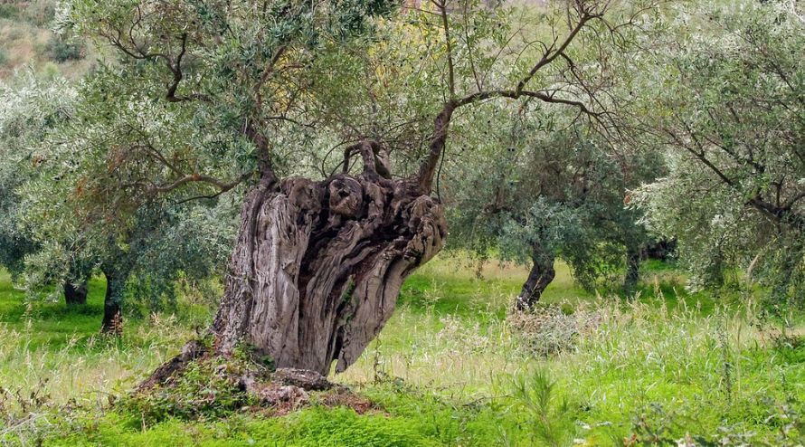 Fotografia del Arbol de un Olivo