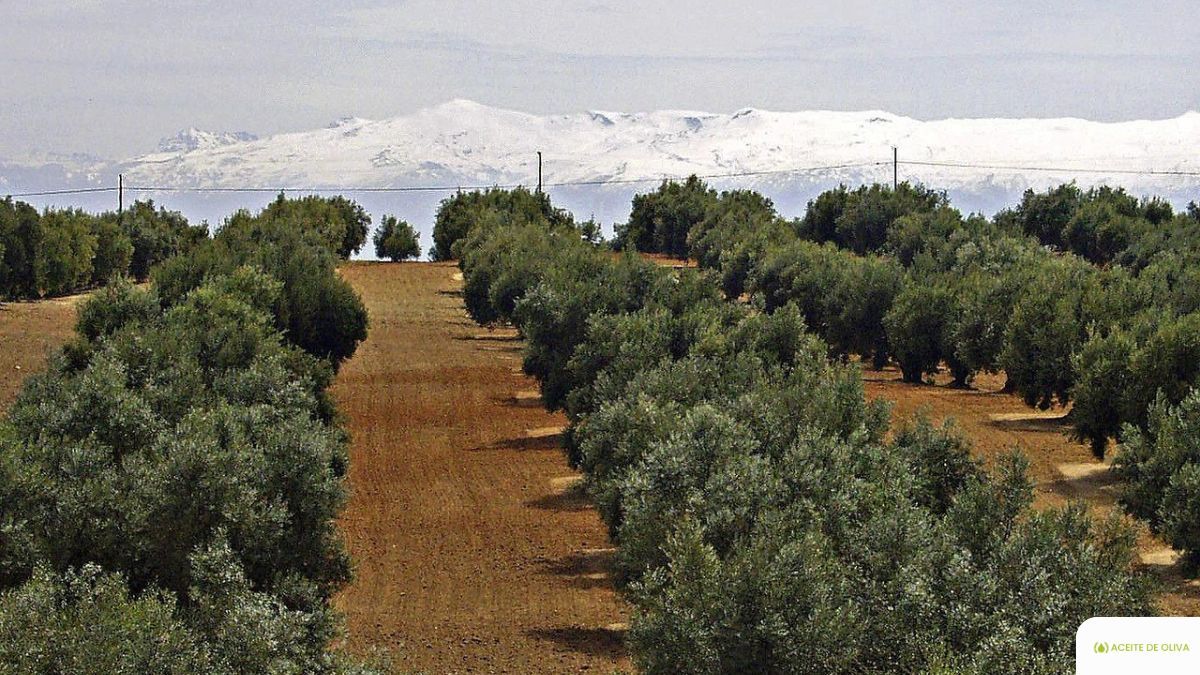 Fijar la poblacion del olivar