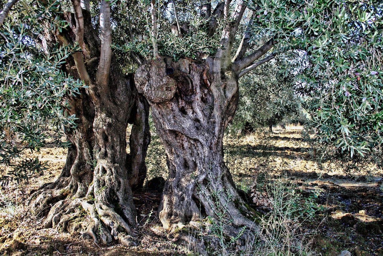 olive-tree, abstract, old tree, olive, olive-tree, olive-tree, olive-tree, olive-tree, olive-tree