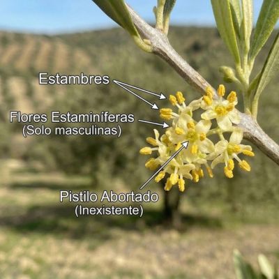 Flor masculina