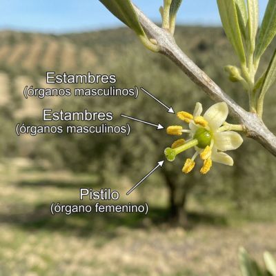 Flor hermafrodita