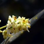 blossom, bloom, olive tree, olive blossom, fruit flowering, small, white, tender, olive, mediterranean, close up, beautiful, leaf, nature, olive leaf, olive branch