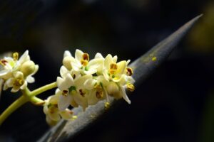 blossom, bloom, olive tree, olive blossom, fruit flowering, small, white, tender, olive, mediterranean, close up, beautiful, leaf, nature, olive leaf, olive branch