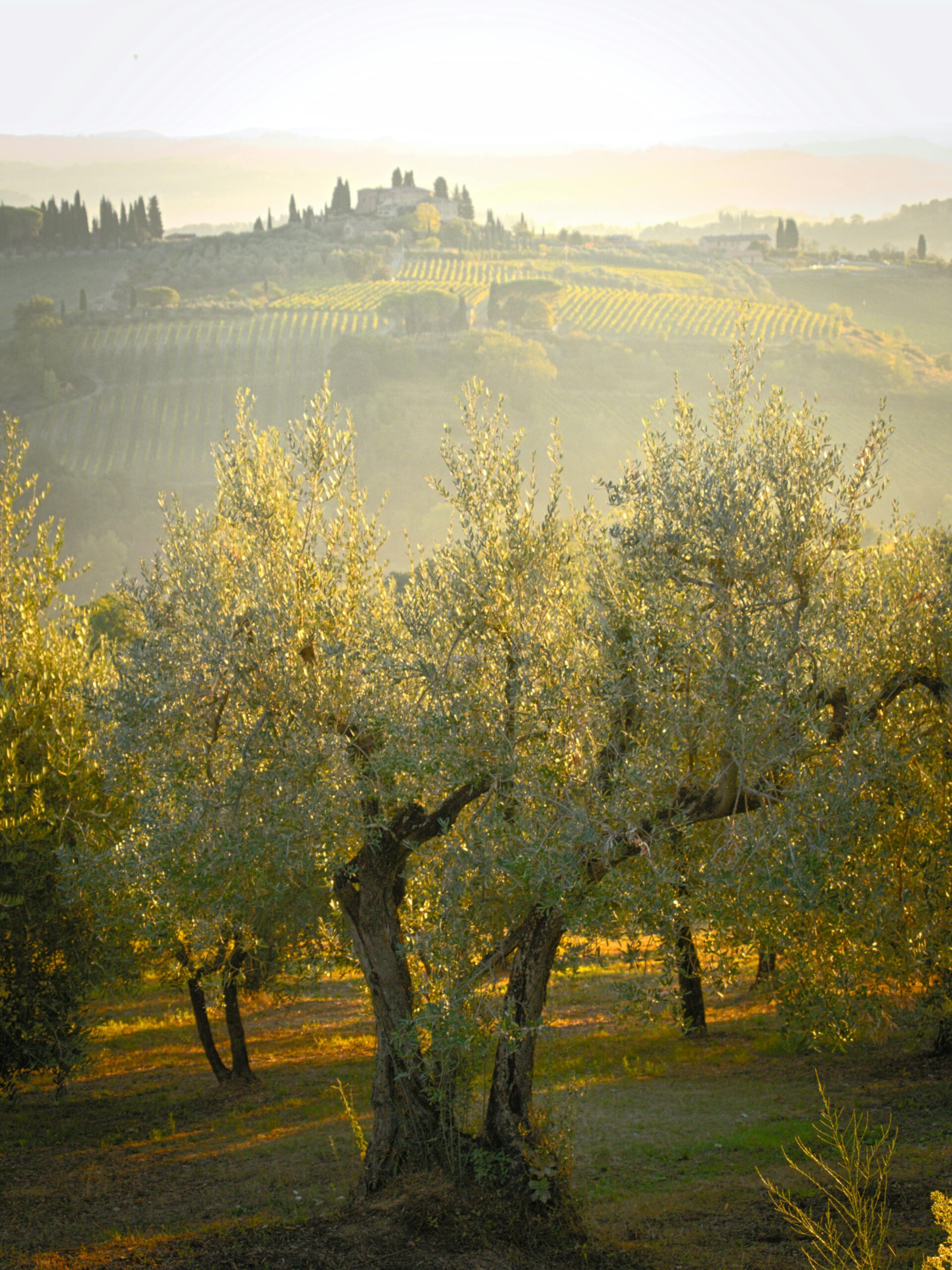Scenic view of a sunlit olive grove in San Gimignano, Tuscany, Italy with rolling hills in the background.