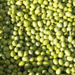 Aceitunas verdes recién recolectadas durante la campaña de verdeo