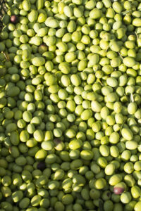 Aceitunas verdes recién recolectadas durante la campaña de verdeo