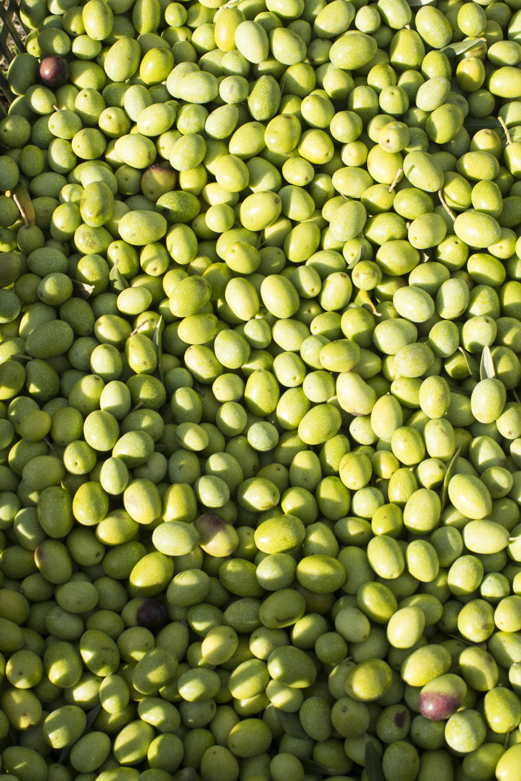 Aceitunas verdes recién recolectadas durante la campaña de verdeo