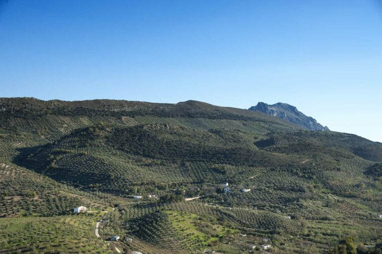 Las 3 DOP de aceite de oliva de Córdoba: Lucena, Priego y Baena
